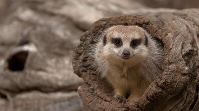 Alert Meerkat Peering Out from Hollow Log in Dubbo
