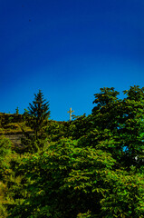 Fototapeta premium forest and sky