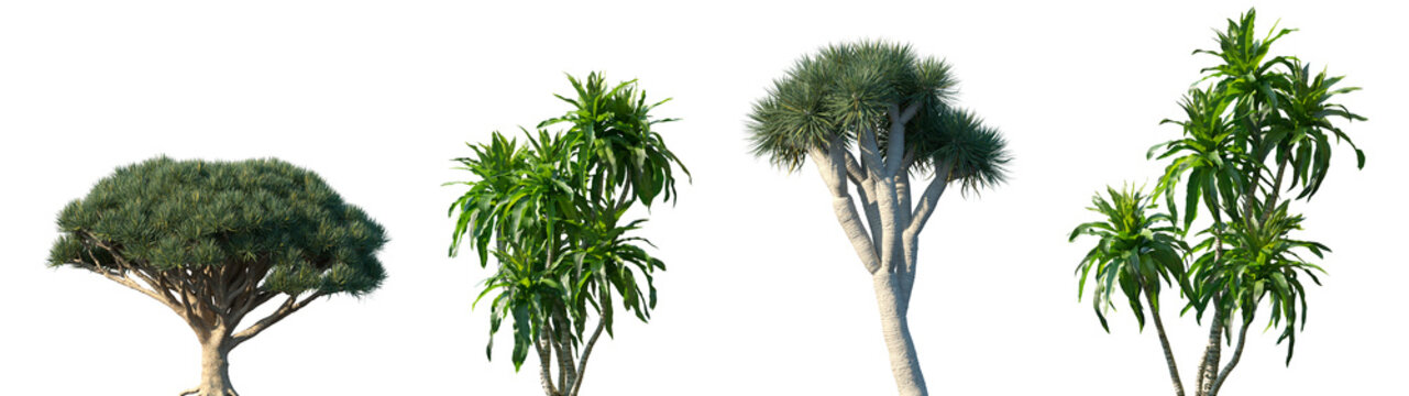 Set of Dracaena draco and Dracaena aletriformis frontal palms set isolated png on a transparent background perfectly cutout