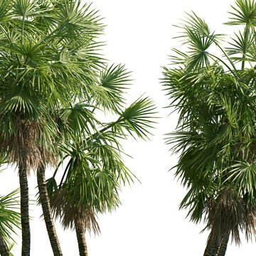 Set of Hyphaene thebaica (common names doum palm and gingerbread tree) frontal palms set isolated png on a transparent background perfectly cutout