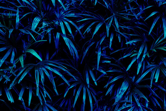 Elegant cyberpunk style tropical palm leaves texture, Dark blue natural pattern