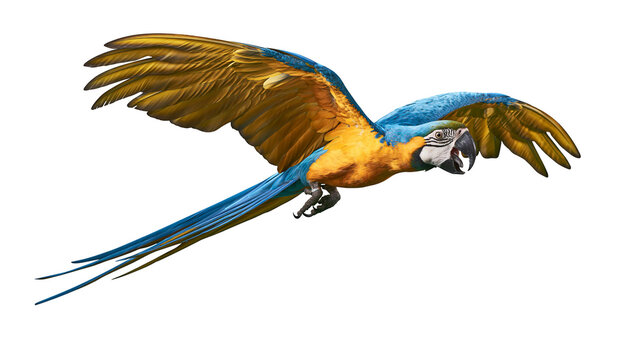 Blue and yellow macaw bird in flight, isolated on transparent background