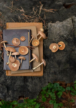 fresh mushrooms and old books on tree stump close up in forest, nature backdrop. Beautiful nature image with wild scotch bonnet mushrooms. harvest season, picking fungi. Forest aesthetics. top view