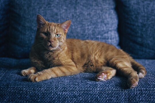 Dark portrait of ginger cat lying on sofa anf looks at camera.  Horizontal image with selective focus.