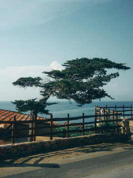 tree and houses looking over the sea in Sardinia