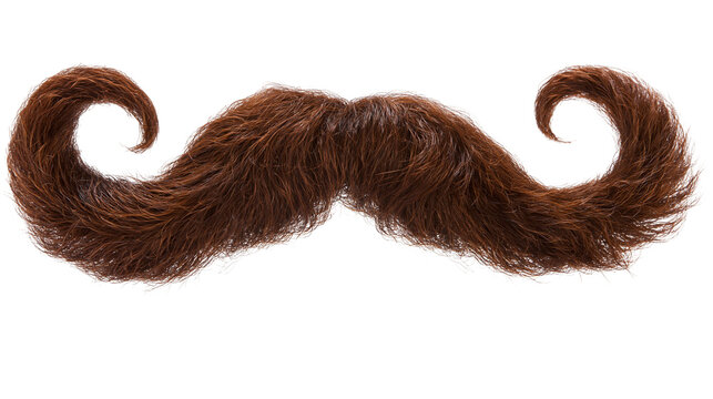 Curly brown bushy mustache, isolated on transparent background