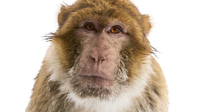 Close-up portrait of a Barbary macaque monkey face, isolated on transparent background