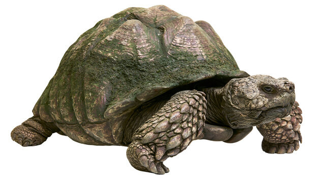 Giant tortoise with mossy shell, isolated on transparent background
