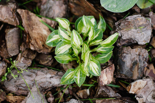 Small Hosta Pandora Box Plant Growing on Wood Bark Mulch in Garden