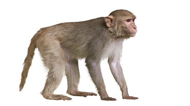 Rhesus macaque monkey standing on all fours, isolated on transparent background