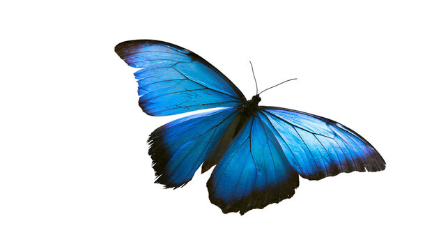 Vibrant blue morpho butterfly with intricate wing patterns, isolated on transparent background