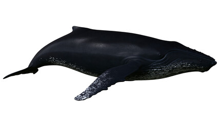 Dark blue humpback whale with white speckled underside, isolated on transparent background © Marta