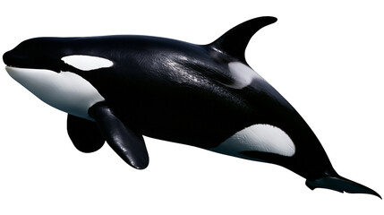 Orca whale with black and white markings, isolated on transparent background © Marta