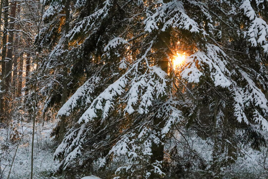 Sunlight breaking through snow-covered fir trees in winter forest. Landscape with golden sunbeams shining through branches of pine and spruce trees heavily covered with fresh white snow at sunset