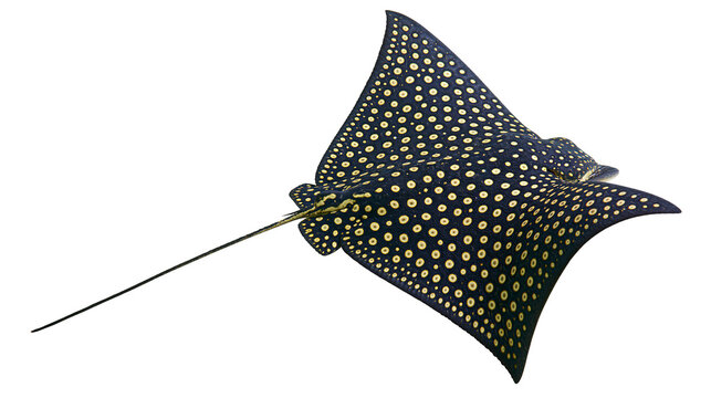 Spotted eagle ray with black skin and yellow spots, isolated on transparent background