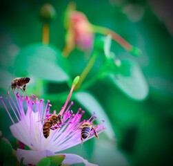 A close-up shot capturing bees collecting nectar from an purple and white caper flower surrounded by lush green foliage in a garden setting. © Drachenfutter