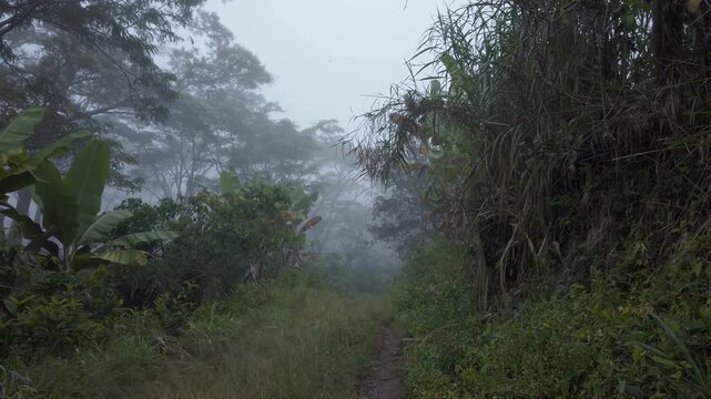 Mystical foggy jungle path, dense tropical rainforest in thick white mist, moody green forest trail with atmospheric haze and lush foliage