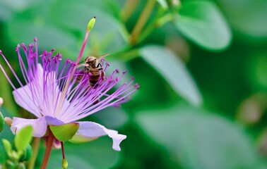 A view of a honeybee gathering nectar on a purple and white caper flower set against a soft blurred background of green leaves. © Drachenfutter