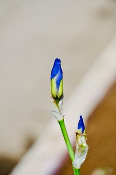 A close-up photograph of young, unbloomed blue iris flower buds growing on slender green stems against a softly blurred natural background.