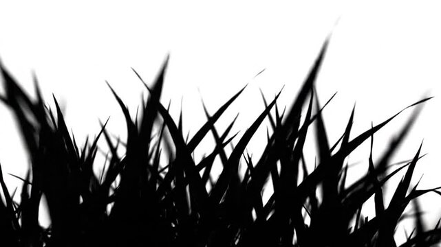 Black grass silhouette against plain white background