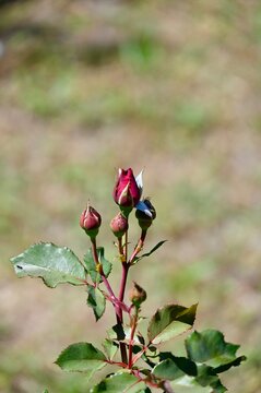 Rose buds waiting to bloom, in outdoor natural environment, with rose buds, green leaves, from a close-up perspective perspective, with red, green accents, and calm and serene mood.
