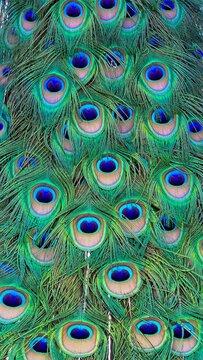 Close up of beautiful peacock feather pattern with vibrant blue and green eyes