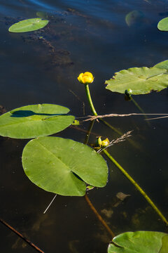 Vertical view of a yellow water-lily bud on a long green stem emerging from dark water among floating leaves. Great for vertical nature posters, aquatic plant decor, and botanical wall art.