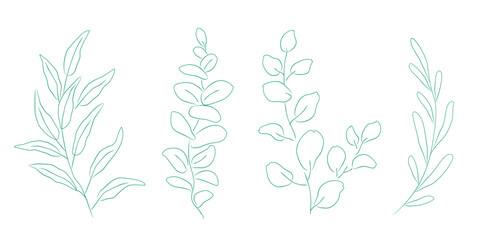 Hand drawn line green eucalyptus green branches with leaves, decor art © mallinka1