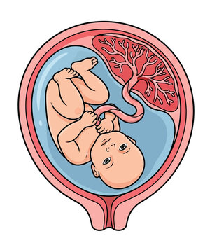 Human Fetus Developing Inside a Womb with Placenta and Umbilical Cord Floating in Amniotic Fluid Detailed Medical Illustration