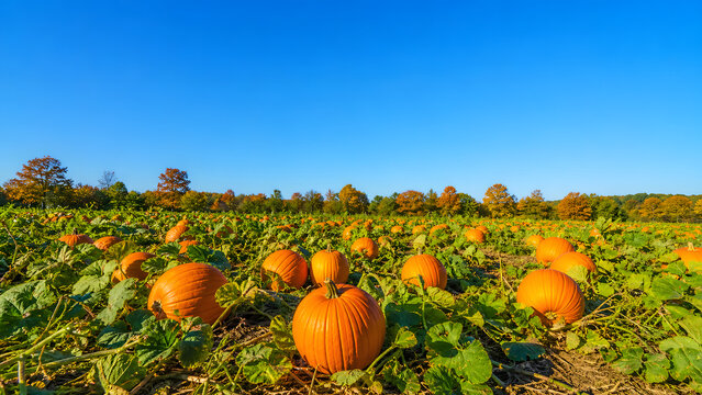 Sunny autumn pumpkin patch field full of ripe orange pumpkins resting on green vines, with colorful fall foliage trees on the horizon under a clear blue sky, harvest season landscape with large copy s