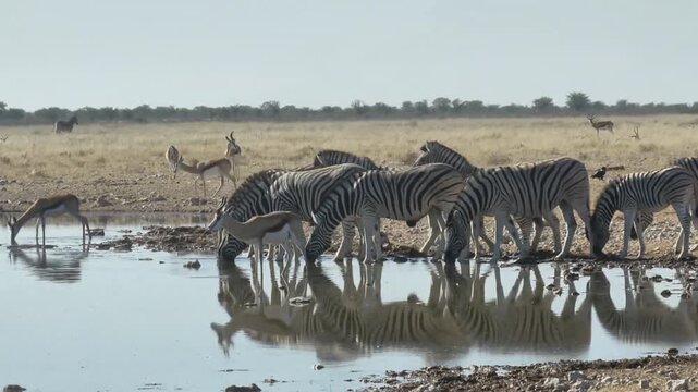 Zebras Herd Drinking at Waterhole with Reflections