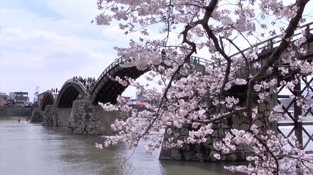 錦帯橋と桜