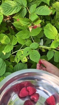 Hand harvesting fresh vegetables from organic garden during sunny summer day outdoors naturally