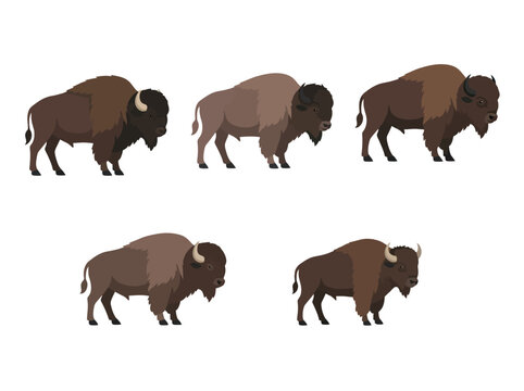 Five American bison illustrations in different poses and shades of brown on a white background.
