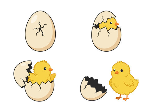 A sequence showing a baby chick hatching from an egg step by step.