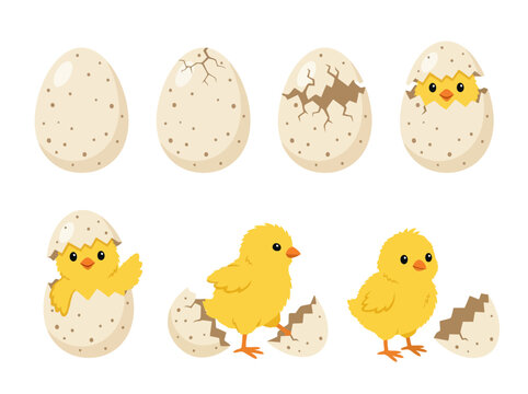 cute cartoon illustrations of a baby chick hatching from a spotted egg showing the full process.