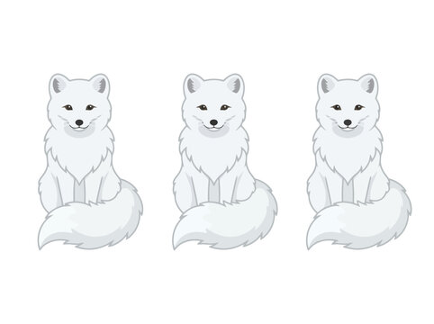 Three cute arctic foxes sitting together.