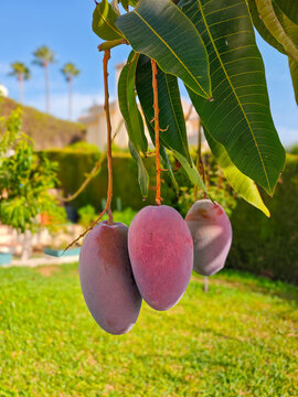 Mangos ya maduros colgando del arbol