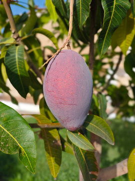 Mangos ya maduros colgando del arbol