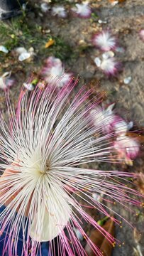 Woman holding Putat Laut (Barringtonia asiatica) flower shows a natural interaction with a tropical coastal plant.