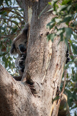 Obraz premium Koalas are iconic Australian marsupials known for their tree-dwelling, leaf-eating lifestyles. They spend up to 18 hours a day sleeping and can eat up to 1 kg of eucalyptus leaves daily.