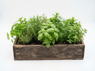 Fototapeta premium Fresh green herbs growing in a rectangular wooden planter box for cooking and gardening at home