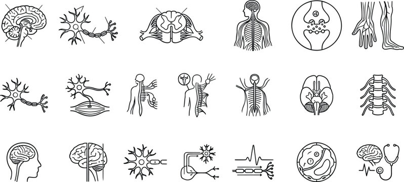 Human nervous system brain neuron spinal cord synapse neurology medical line art vector icon collection set.
