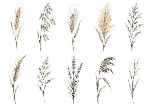Set of watercolor cereal and wild grass botanical illustrations