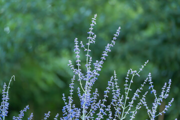 Obraz premium Vivid purple Russian sage blossoms stand out sharply against a weathered gray stone wall. Numerous tiny flowers cluster densely along each upright stem in warm afternoon light.