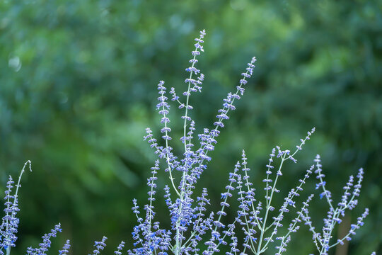 Vivid purple Russian sage blossoms stand out sharply against a weathered gray stone wall. Numerous tiny flowers cluster densely along each upright stem in warm afternoon light.