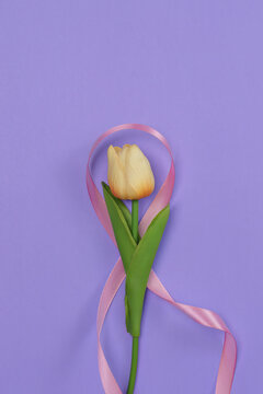 Breast cancer awareness concept with yellow tulip wrapped in pink ribbon on purple background