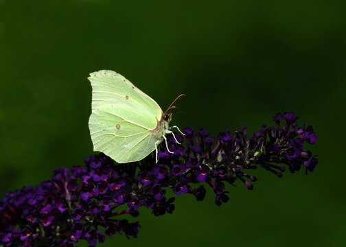 brimstone butterfly on butterfly bush