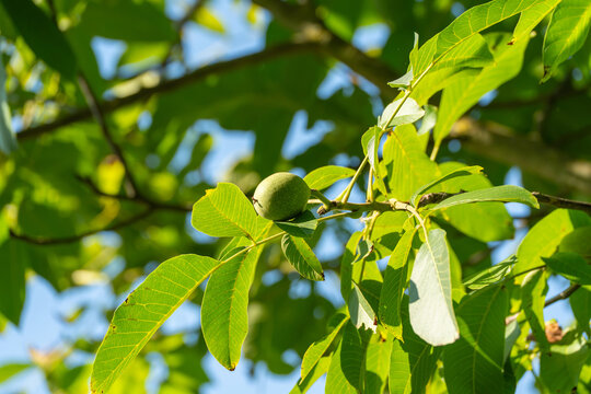 A single green walnut ripens among sunlit leaves on a common walnut tree branch. Bright blue sky peeks through the dense canopy surrounding the developing fruit.