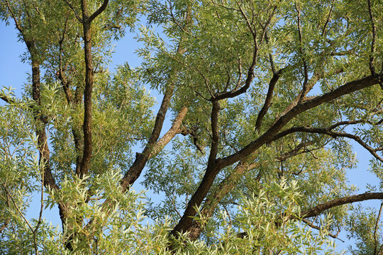 Willow oak tree, Canada